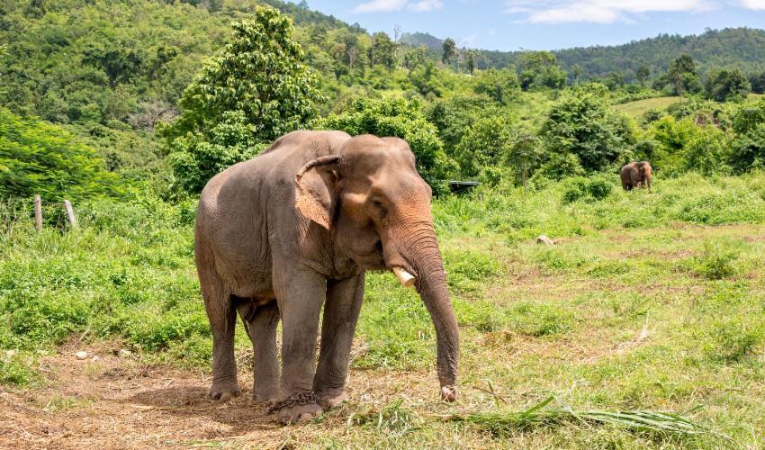Wild Park Safari Home Stay Udawalawe Buitenkant foto